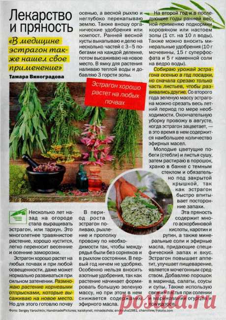 Эстрагон - лекарство и пряность