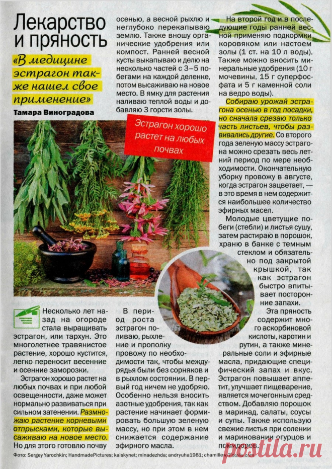 Эстрагон - лекарство и пряность
