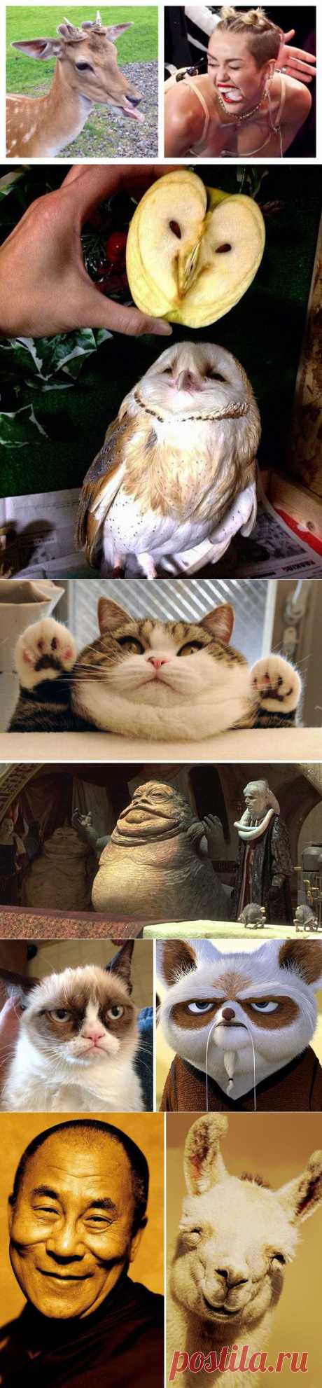 Вещи, люди и животные невероятно похожие друг на друга