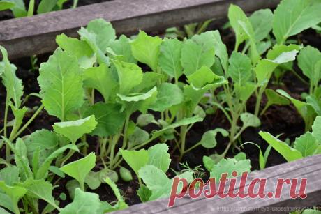 Научилась выращивать цветную капусту, чтобы она не ушла в цвет и завязывала крупные вилки. Рассказываю, что я для этого делаю | Моя успешная дача | Дзен