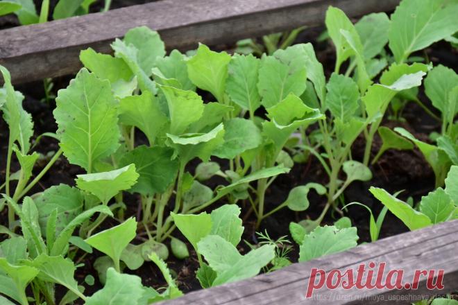 Научилась выращивать цветную капусту, чтобы она не ушла в цвет и завязывала крупные вилки. Рассказываю, что я для этого делаю | Моя успешная дача | Дзен