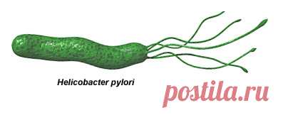 Лечение Хеликобактер пилори народными средствами: эффективные методы избавления от бактерии