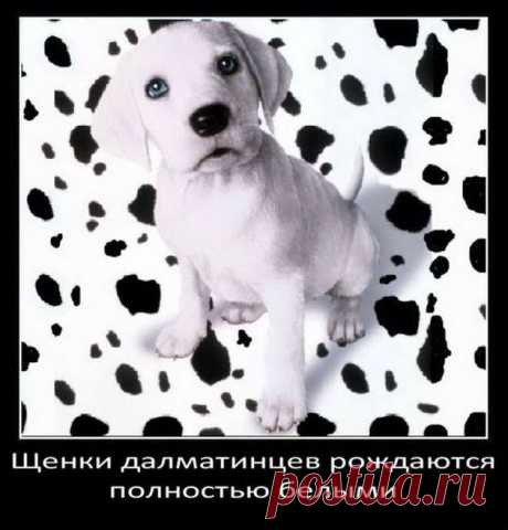 (+1) тема - 25 фактов о собачках | ПИТОМЦЫ
