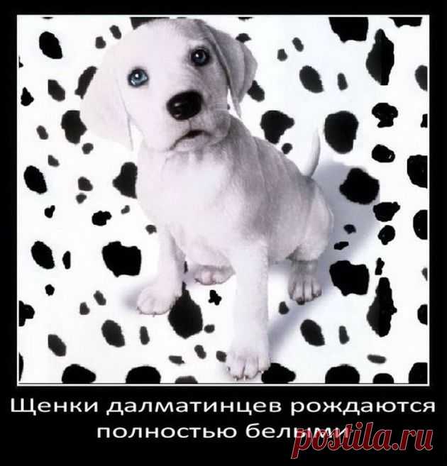 (+1) тема - 25 фактов о собачках | ПИТОМЦЫ