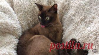 Реакция кошки на сирену о торнадо смотреть видео прикол -  2:53 Во время проверочных работ сирены системы оповещения о приближающемся торнадо хозяева засняли на видео реакцию их кошки, которая каждый раз поступает одинаково - вот так...