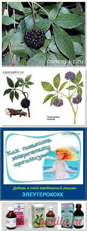 Элеутерококк его целебные свойства и применение