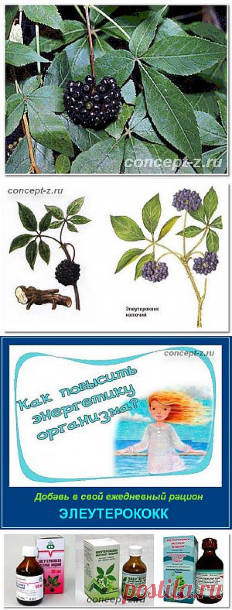 Элеутерококк его целебные свойства и применение