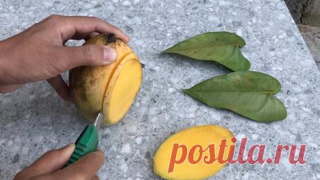 Научила всех подруг размножать антуриум листом. Эффект потрясающий Научила всех подруг размножать антуриум листом. Эффект потрясающий