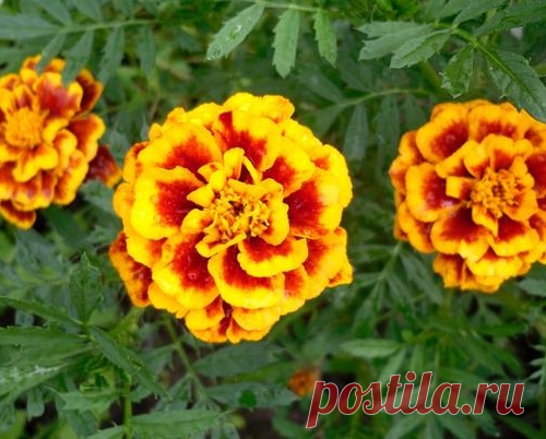 Бархатцы: посадка, выращивание, уход