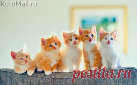 юмор | KotoMail.ru