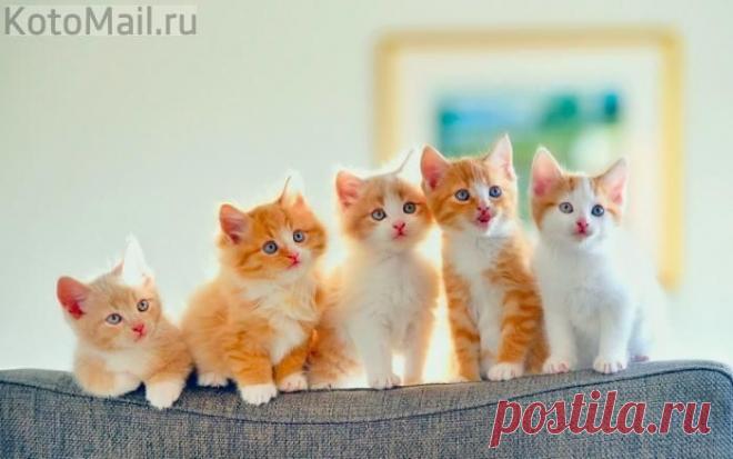 юмор | KotoMail.ru