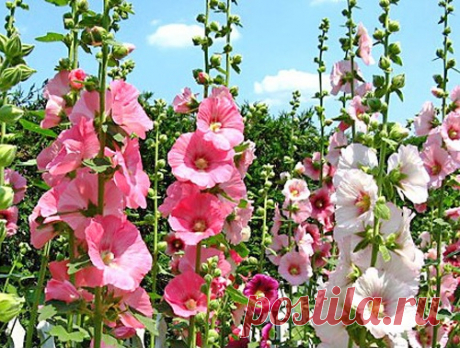 Мальвы - роскошные &quot;свечи&quot; вашего сада