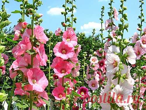 Мальвы - роскошные "свечи" вашего сада