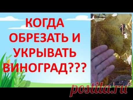 КОГДА ОБРЕЗАТЬ И УКРЫВАТЬ ВИНОГРАД