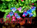 Медуница лекарственная