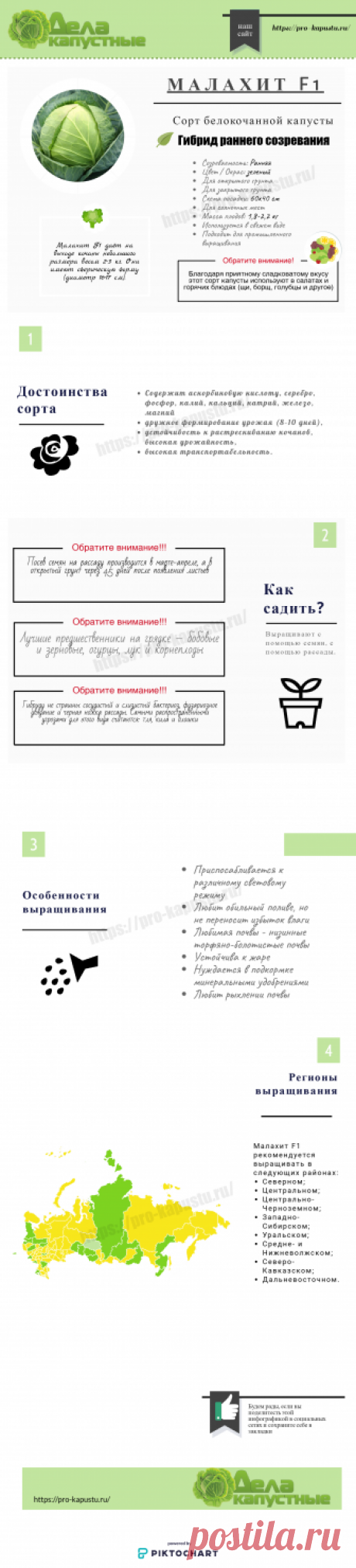 Капуста белокочанная Малахит F1 - описание сорта и применение
