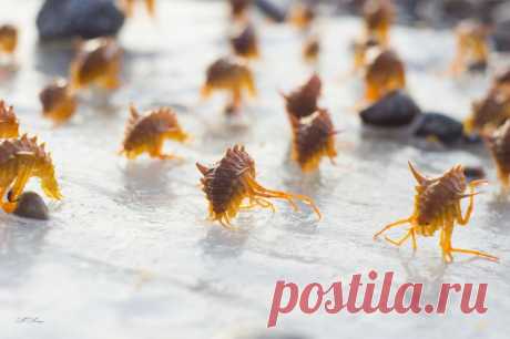 Байкальская эпишура. Размер тела взрослого рачка составляет всего 1,5 мм. Эти рачки в год фильтруют от 500-1000 км³ воды, что в 10−15 раз превышает годовой приток из всех рек, впадающих в Байкал. Автор фото – Максим Андреев: