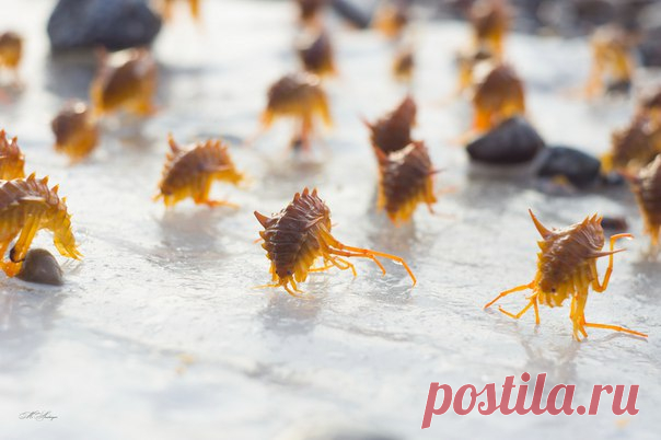 Байкальская эпишура. Размер тела взрослого рачка составляет всего 1,5 мм. Эти рачки в год фильтруют от 500-1000 км³ воды, что в 10−15 раз превышает годовой приток из всех рек, впадающих в Байкал. Автор фото – Максим Андреев: