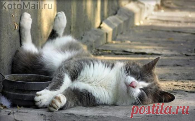 ЕЩЁ КОТЭ | KotoMail.ru