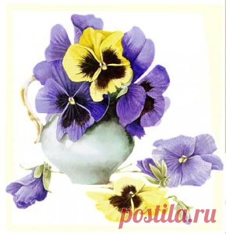 Лечим простуду — анютиными глазками.