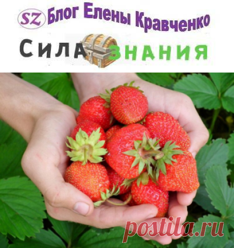 Подкормка клубники во время цветения и плодоношения
