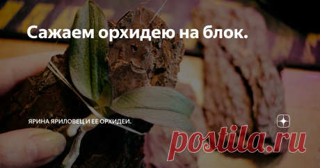 Сажаем орхидею на блок. Блочная посадка - наиболее приближенный к природной жизни орхидей вариант в домашнем цветоводстве. В качестве блока может выступить что угодно - живописная коряга, интересный булыжник, традиционный крупный кусок коры.