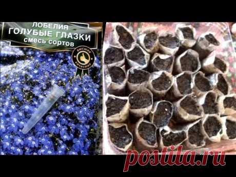 Сеем Лобелию в ЧАЙНЫЕ ПАКЕТИКИ вместо торфяных таблеток. Посев мелких (мелкопыльных) семян