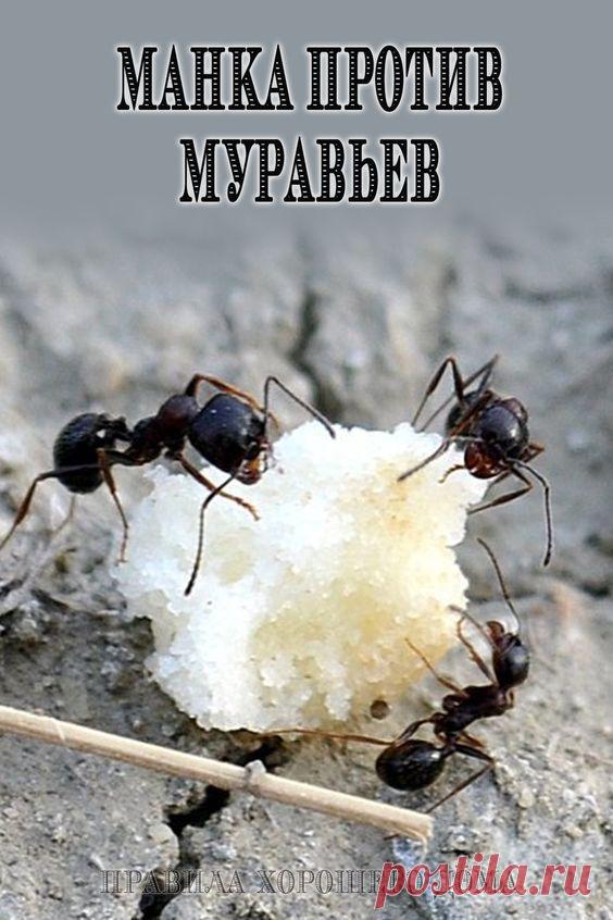 Манка против муравьев