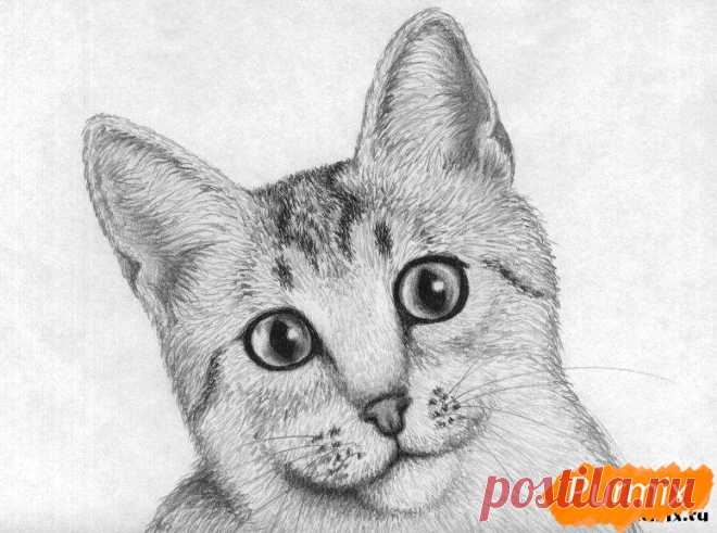 Как нарисовать кошку породы египетская мау поэтапно