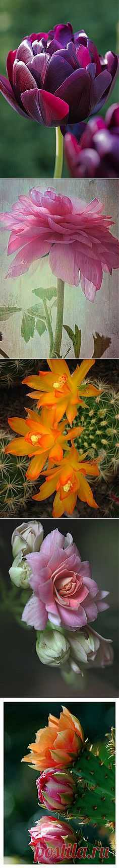 Flowers в Pinterest