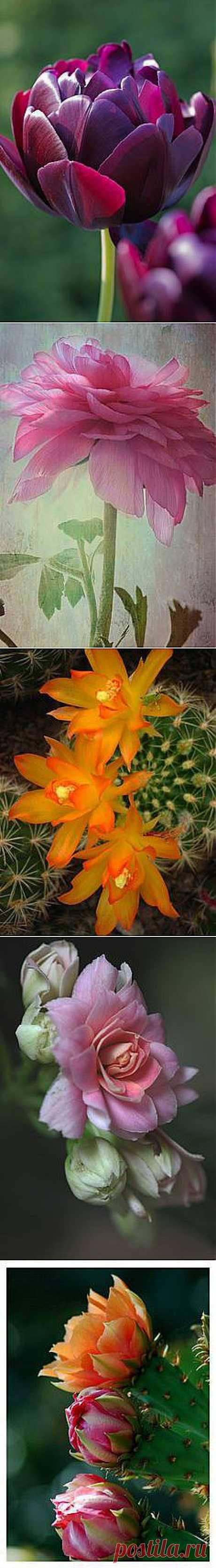 Flowers в Pinterest