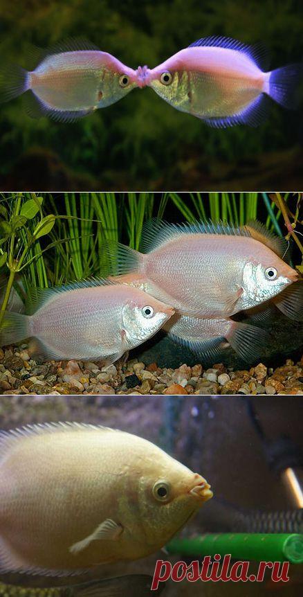 Целующийся гурами - содержание в аквариуме, кормление и разведение