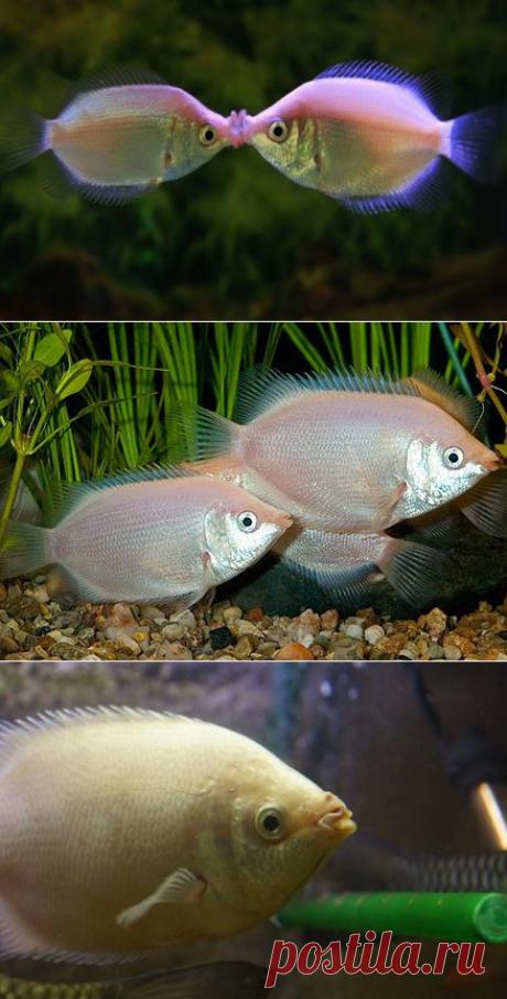 Целующийся гурами - содержание в аквариуме, кормление и разведение