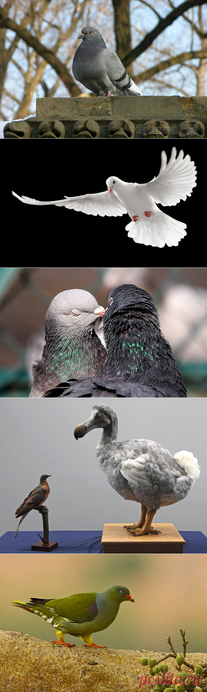 10 интересных фактов о голубях, которые заставят изменить отношение к ним