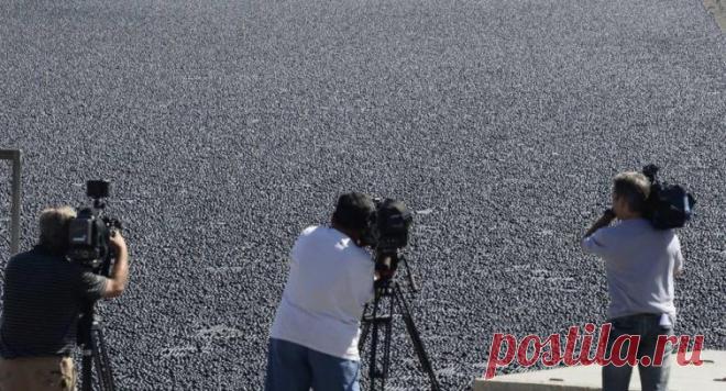 Почему американцы высыпали 96 миллионов черных шаров в водохранилище | Умкра