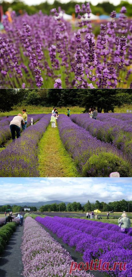 Фестиваль лаванды в Секиме, штат Вашингтон, США