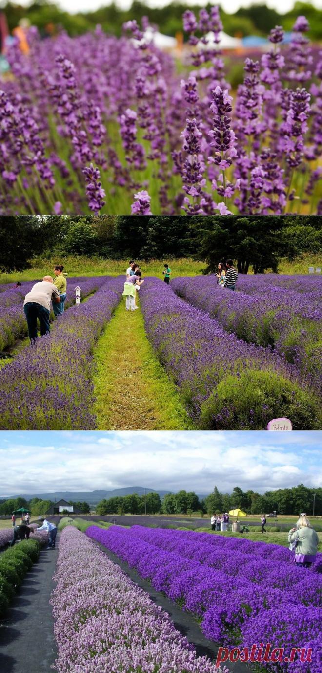 Фестиваль лаванды в Секиме, штат Вашингтон, США