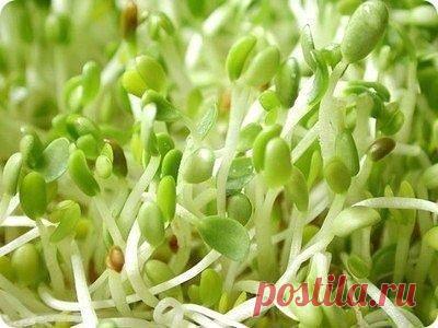 МОЙ САД |Дача, загородный дом, огород, растения