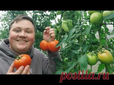 Обработка и заправка теплицы осенью! Сделайте так и результат вас поразит!