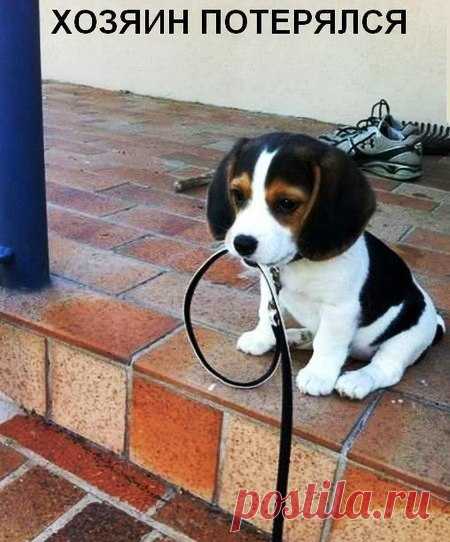 Хозяин потерялся