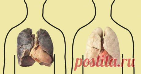 4 продукта, которые очищают легкие: курильщикам обязательно к прочтению! - Советы домохозяйкам