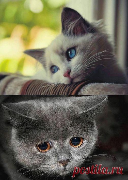 Самые очаровательные “печальные” коты интернета.