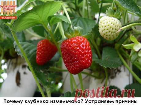 Почему клубника измельчала? Устраняем причины

Ароматная, сочная, сладкая клубника балует нас своими ягодами одной из первых, уже в июне. Как радуются садоводы, когда на кустиках появляются многочисленные белые цветочки, обещающие в скором времени богатый урожай. И как бывает обидно, когда к моменту сбора урожая оказывается, что ягоды мелкие и кислые. Каковы же причины вырождения клубники? 

1. Одной из основных причин является распространение сорта-засорителя 

Важно тщат...