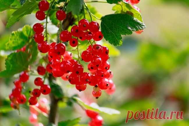 Галловая тля на смородине: чем лечить?