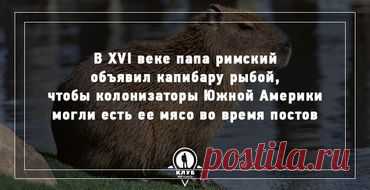 Чистоплотная капибара / Видео / Моя Планета