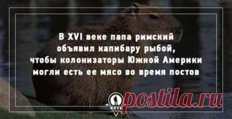 Чистоплотная капибара / Видео / Моя Планета