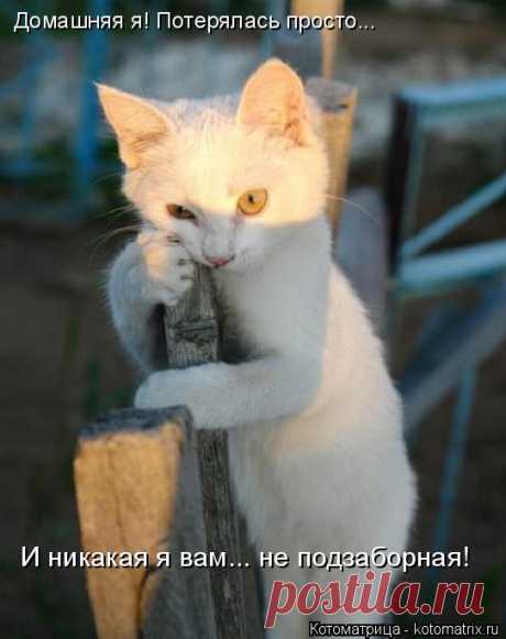 Новые котоматрицы для хорошего настроения.))
