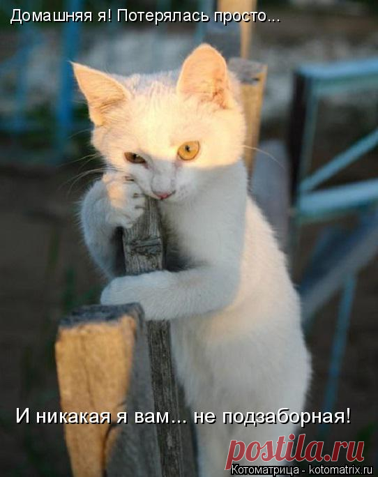 Новые котоматрицы для хорошего настроения.))