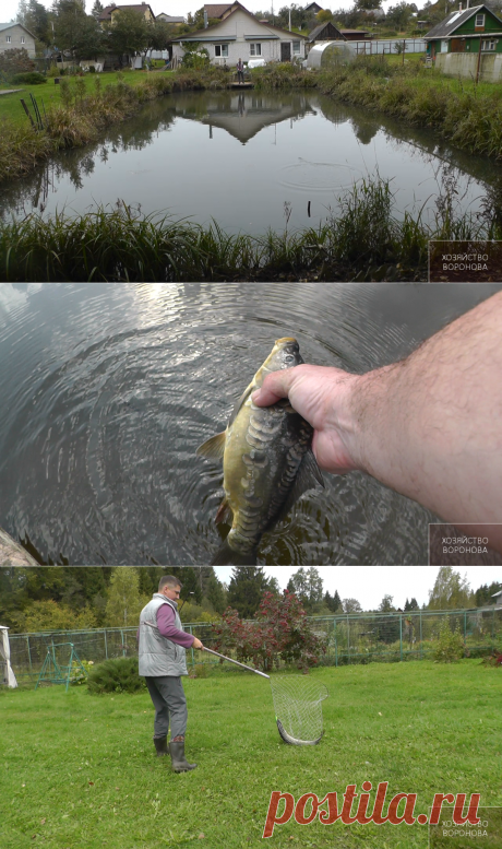 В своём пруду выращиваю щуку и карпа. Через 2-3 года вылавливаю | Хозяйство Воронова | Яндекс Дзен