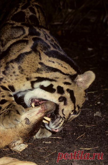 MCL018.jpg | Терри Уиттакер Фотография